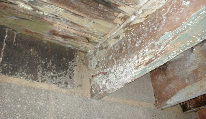 mold on basement wall and ceiling