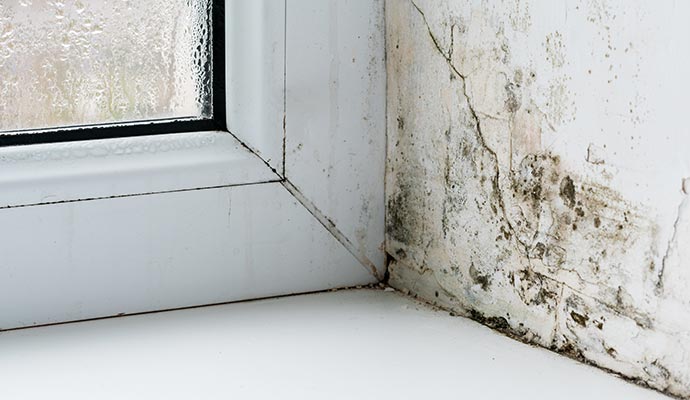 mold on interior wall