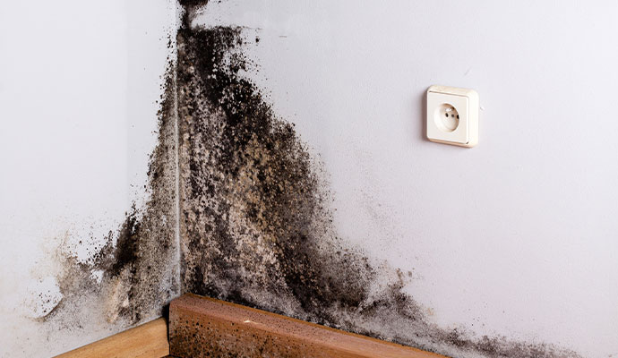 Getting Rid of Mold