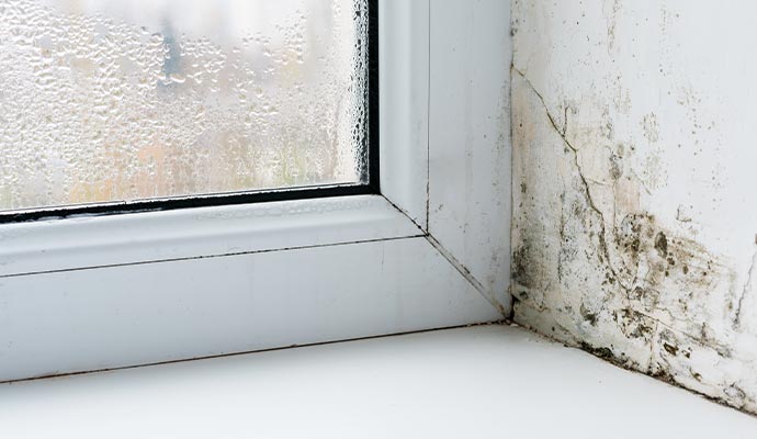 Severe condensation on a window pane and black mold growth on the adjacent wall Severe condensation on a window pane and black mold growth on the adjacent wall