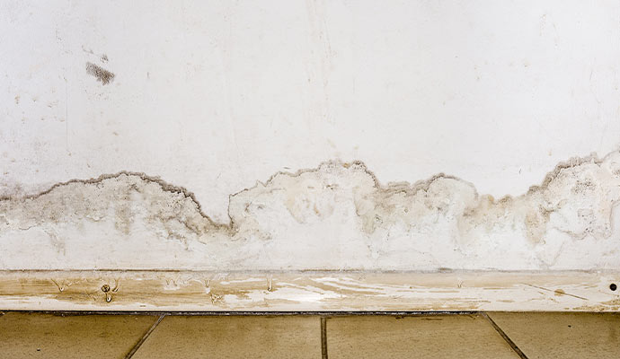 mold growth in basement