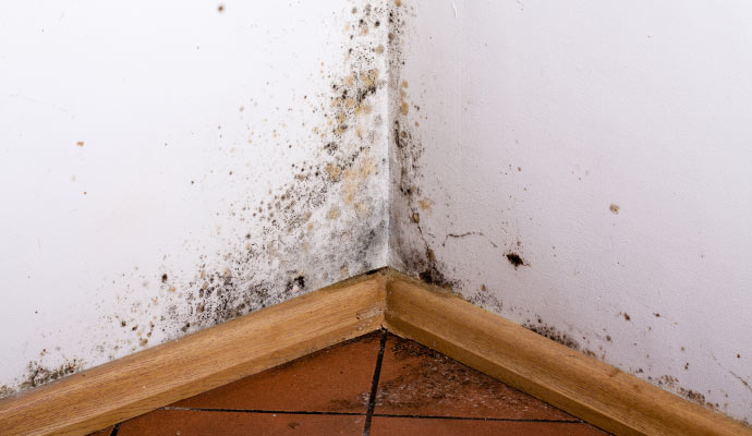 mold on wall